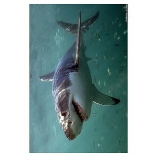 Great White Shark Posters & Prints