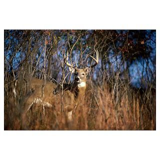 White tailed Deer standing in the forest (Odocoile Poster