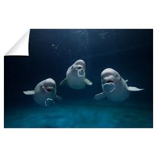 Wall Art  Wall Decals  Beluga whale trio blowing