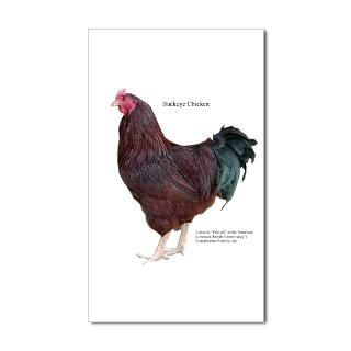 Buckeye Chicken : American Livestock Breeds Conservancy Store