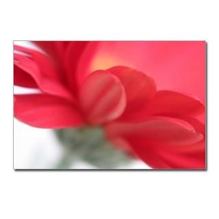 Red Gerber Daisy Postcards (Package of 8)