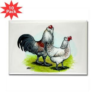 Ameraucana Rooster and Hen : Diane Jacky On Line Catalog