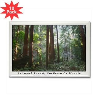 San Francisco Bay Area Redwood Trees + Redwoods : San Francisco
