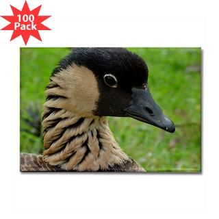 hawaiian goose nene rectangle magnet 100 pack $ 178 19