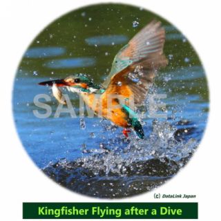 Mug of Kingfisher Photo Art Kingfisher Flying After A Dive by Koji