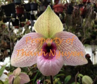 Specimen White Paph Orchid Primary Hybrid Lynleigh Koopowitz 4 5 GR