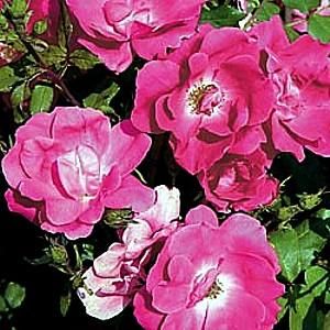 Potted Pink Knock Out Rose Bush Disease Resistant