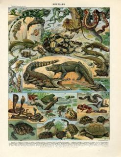 1897 Frog Turtle Snake Cobra Crocodile Chameleon Lizard Python