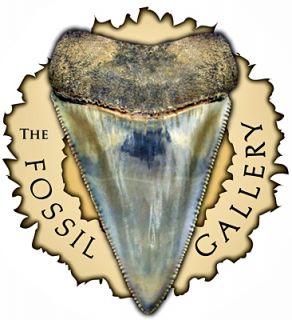 Gem Lee Creek Pungo Megalodon Chub Fossil Shark Tooth