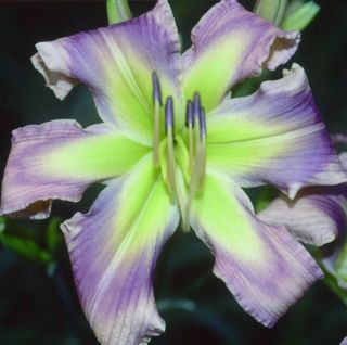 ALIEN INVADER   DF   L7F   Abajian 2005   DAYLILY