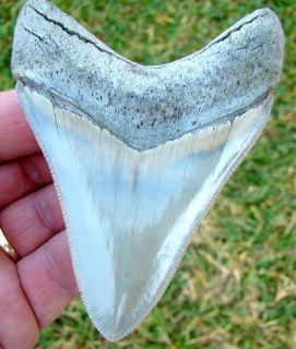 Aurora Lee Creek Megalodon Shark Tooth