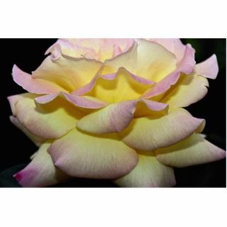 Hybrid Tea Rose Peace Rose Roses Acrylic Cut Outs
