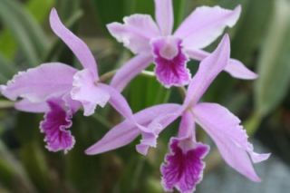 Laelia Lobata Orchid Plant Species of Brazil RARE Blooming Size