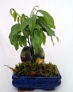 Lucky Bean Mini Bonsai Plant Ceramic Pot