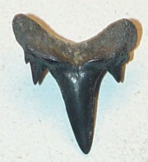 This is a Rare Pristine Extinct Mackerel Striatolamia Shark Tooth