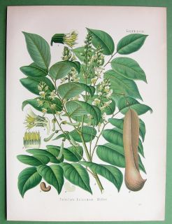 BALSAM of Tolu Tree Toluifera Balsamum   COLOR Litho Botanical Antique