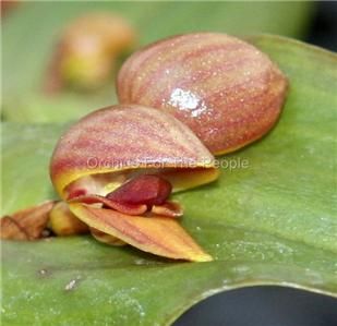 Unusual Pleurothallis Palliolata Species Orchid Plant
