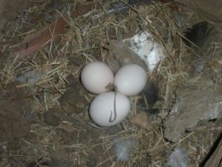 McLean Gamefowl Hatching Eggs 8 NPIP Cert
