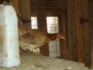 McLean Gamefowl Hatching Eggs 8 NPIP Cert