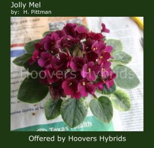 Jolly Mel African Violet Semiminiature New for 2011
