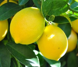 GRAFTED Improved Meyer Lemon Citrus Tree Patio / Container 5 Gallon