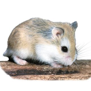 Hamsters for Sale   Small Pets & Guinea Pigs for Sale
