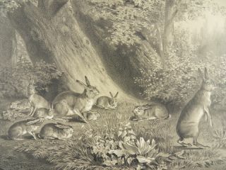 HASEN FAMILIE HASE LITHOGRAPHIE MENZLER nach RIDINGER 1864 N