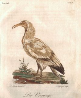 Rarität: Franz Le Vaillant   Naturgeschichte der Afrikanischen Vögel
