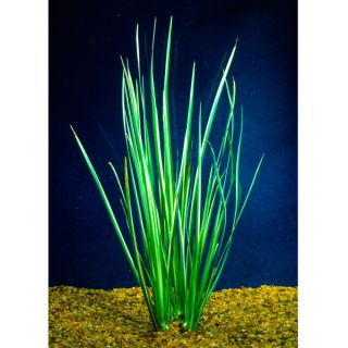 Green and White Acorus Plant     Decorations   Fish