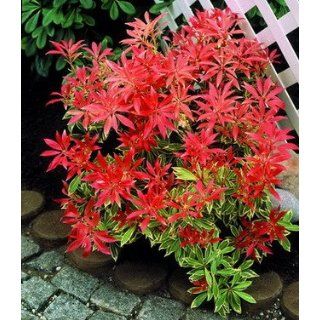 DOMINIK Japanische Lavendelheide Feuertanz XXL rot grün weiß (Inhalt