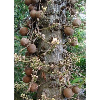 Tropica   Kanonenkugelbaum (Couroupita guianensis)   2 Samen 