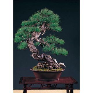 Rotkiefer (Pinus taiwanensis)   40 Samen Garten