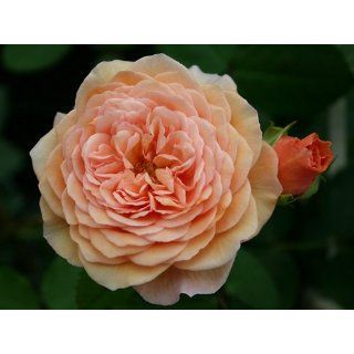Englische Rose Auslea ®   (5 Liter Topf): Garten
