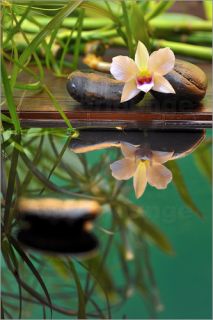 Poster / Leinwandbild Orchidee mit Spiegelung im Wasser   Creative
