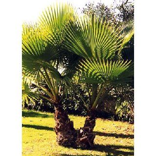 Tropica   Fidschiipalme (Pritchardia pazifica)   5 Samen 