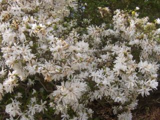 Magnolia stellata, weiße Sternmagnolie duftend 80/100cm