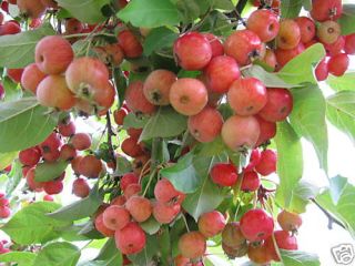 Zier Apfel,Malus Hybride ´Evereste´ Schöne rote Früchte