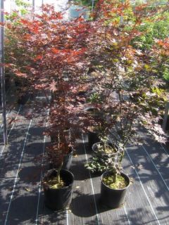 Acer palmatum Fireglow japanischer roter Fächerahorn, 90 100cm