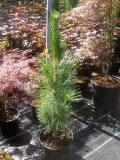 Pinus nigra Fastigiata, Säulen Schwarzkiefer, 80cm