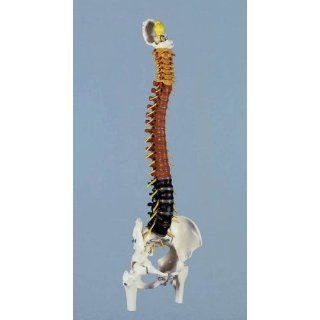 Anatomie Modell   Künstliche Skelette und Modelle   Wirbelsäulen