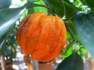 Citrus aurantium Corrugato, Orangenbaum, 80 90cm, erfrischende