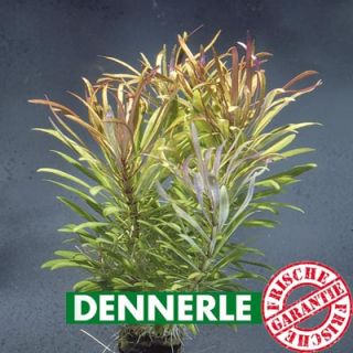 Dennerle E401 Eusteralis species   grobe Sternrotala