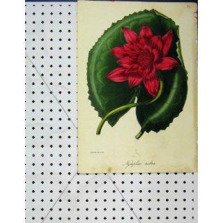 Roter Blume Nymphaee Rubia Botanische Schriftfarbe Küche