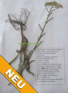 Herbarium 1Pflanze v 550 waehlen Neu 11 12 PTA Drogist Studium Schule