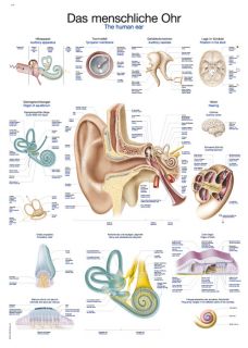 Anatomische Lehrtafel Das menschliche Ohr, 50x70cm, neueste