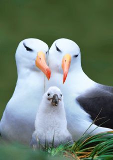 3D Postkarte Albatrosfamilie, Albatros, Vögel, Tiere, Wildtiere