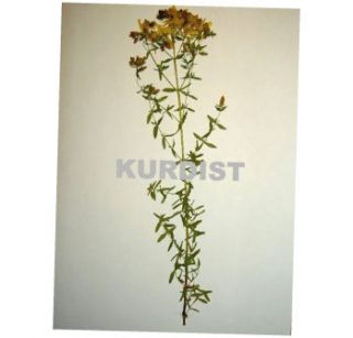 Herbarium, 50 Pflanzen, herbarisiert 2011, PTA, UNI, Schule!!!
