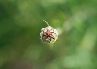 animierte Postkarte Kornblume Nr.01, Blumen