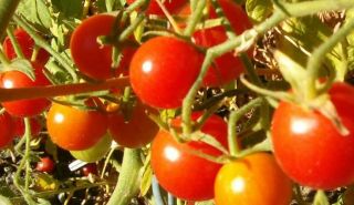 Historische Tomate Kirschtomate Idyll, 20 Korn + #739