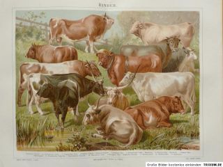 Zoologie   Rinder, Rinderrassen, Lithographie, 1897, M5